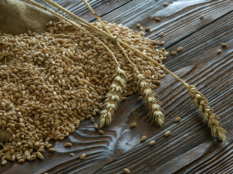 Экспортная пошлина добьет российских хлеборобов