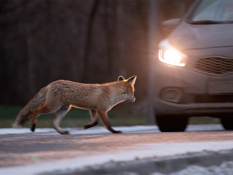 ГИБДД напомнила об ответственности за ДТП с животными