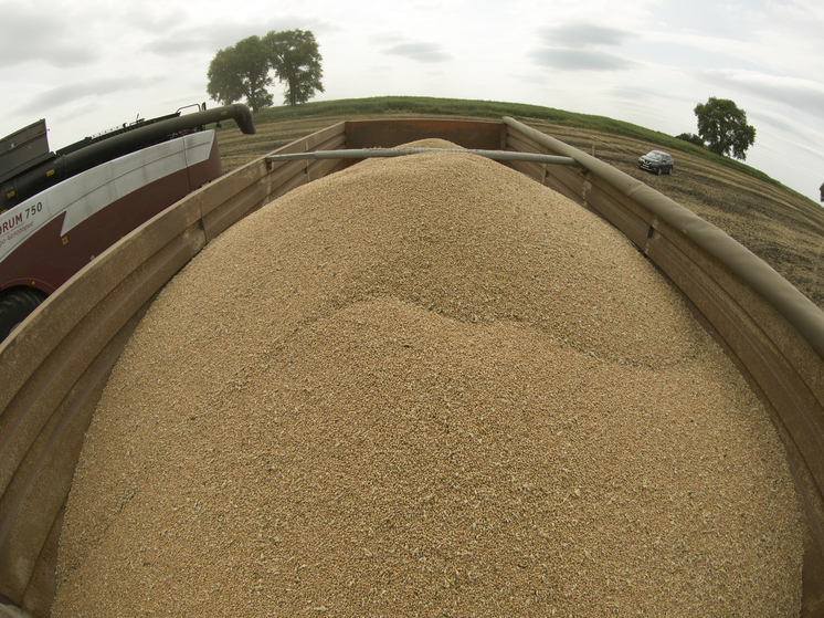 Глава Зернового союза предсказал провал России на мировом рынке пшеницы