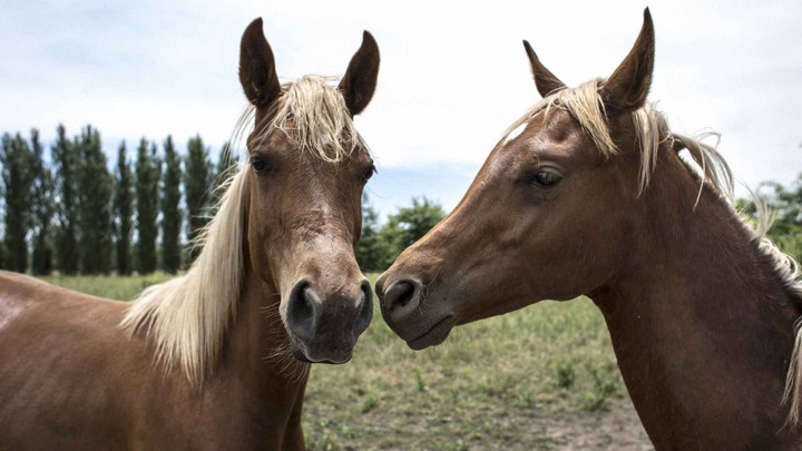 Китай показал первого клонированного скакуна