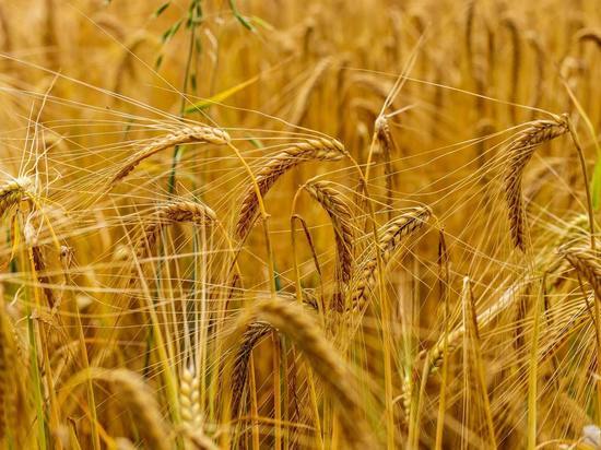 Мишустину доложили о подготовке массового экспорта российского зерна в Китай