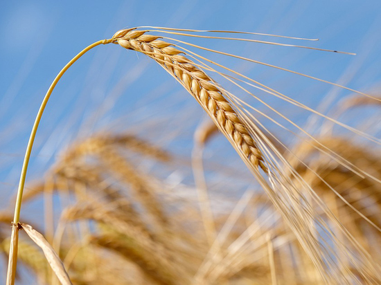 Названы риски перехода на рублевые расчеты при оплате поставок зерна