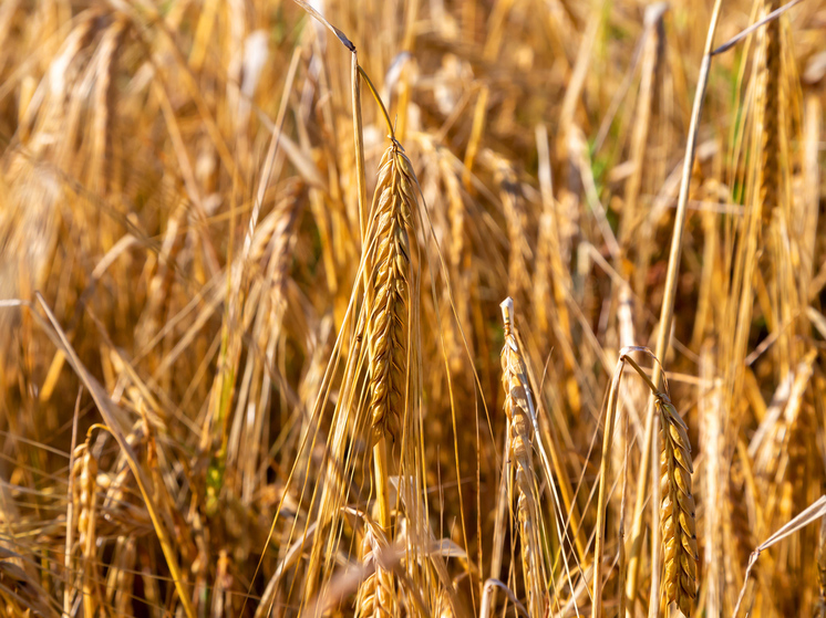 Россия проиграла тендеры на поставку зерна в Северную Африку