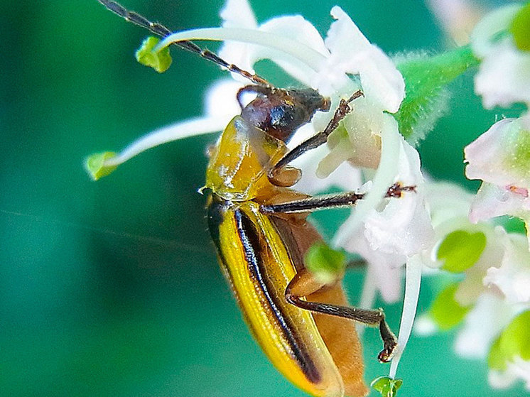 Россию атакуют украинский кукурузный жук и американские &laquo;насекомые-союзники&raquo;